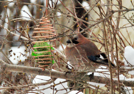 birdfeeder1101_01