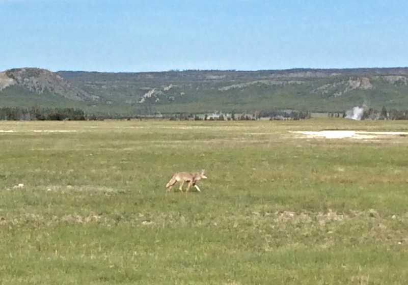 coyote160607